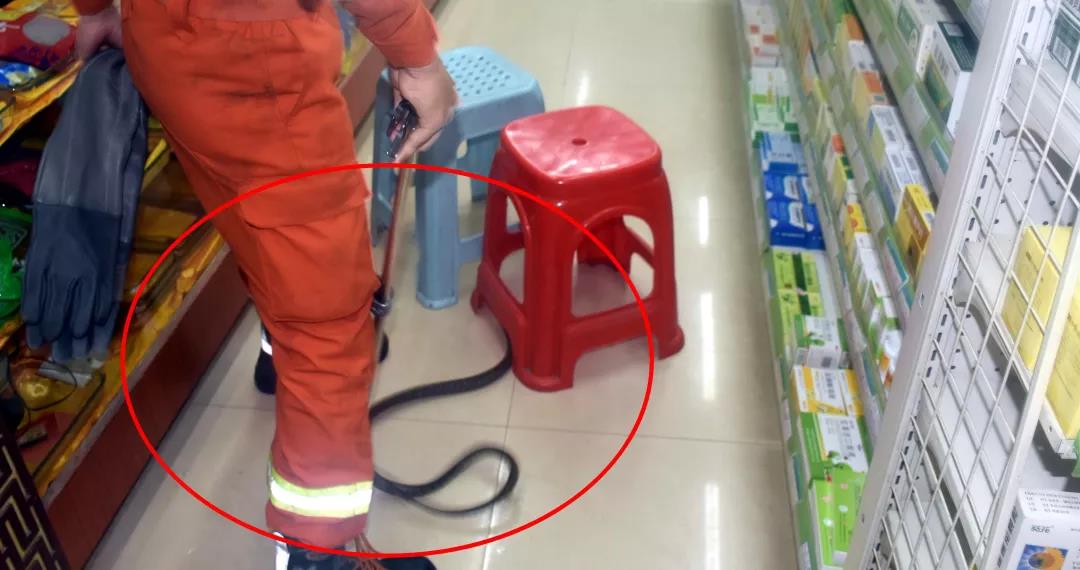 藥店進(jìn)蛇