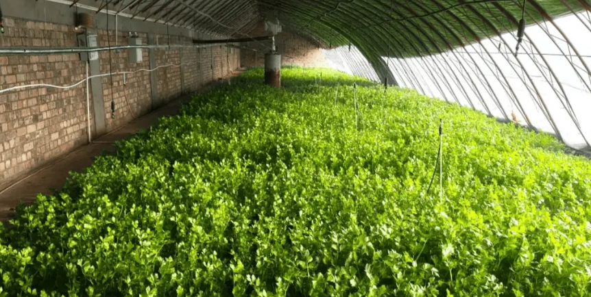 大棚溫濕度監(jiān)測(cè) 大棚溫濕度監(jiān)測(cè)